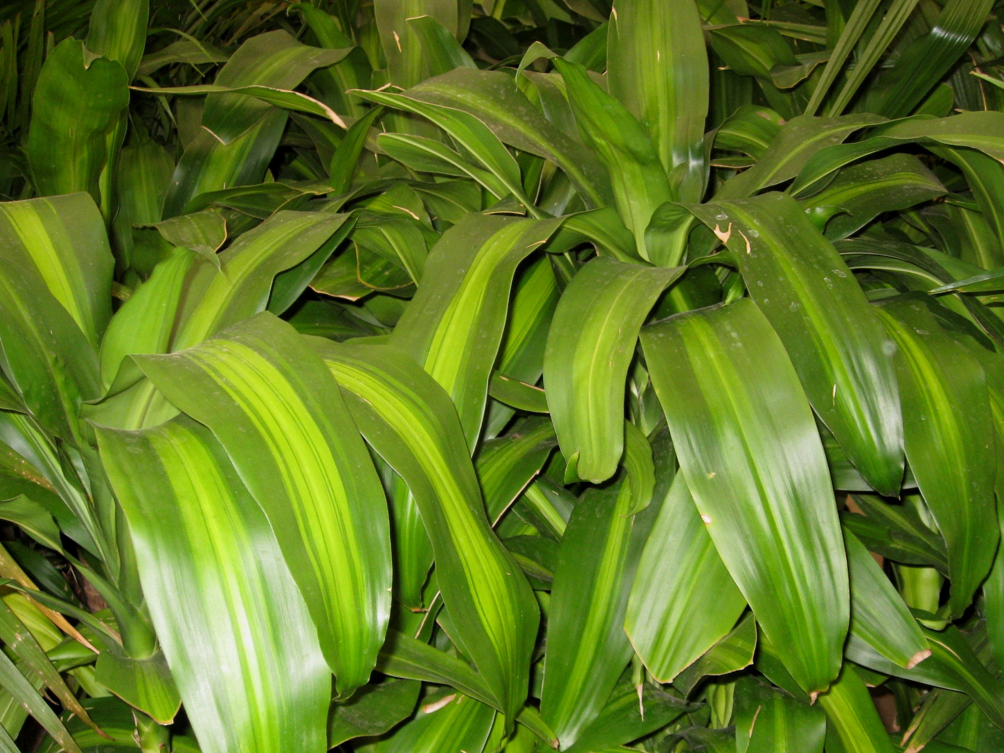 Online Plant Guide Dracaena fragrans 'Massangeana' / Corn Plant